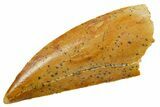 / Raptor Tooth - Real Dinosaur Tooth #364838-1